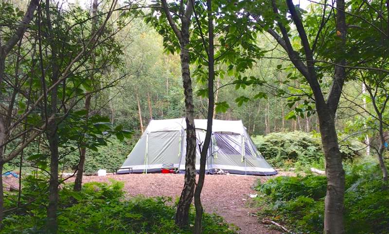 Forest Tent Pitch