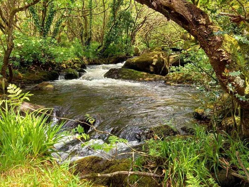 Dog Friendly Camping for 1-6 people