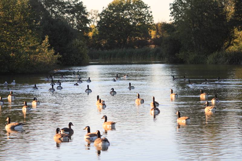 Lakeside Nuthatch Cabin
