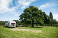 Oak Tree