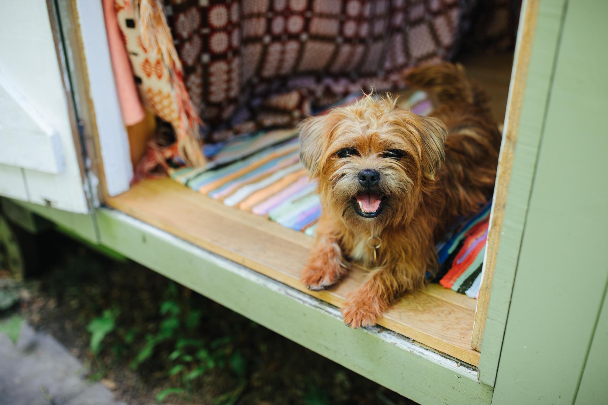 The Best Dog Friendly Glamping Sites I Cool Places
