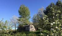 Willow POD