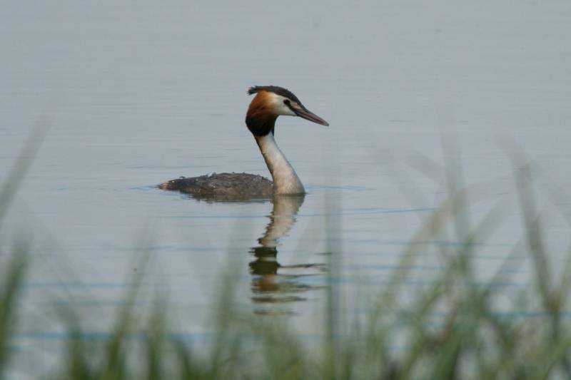 Lakeside Nuthatch Cabin