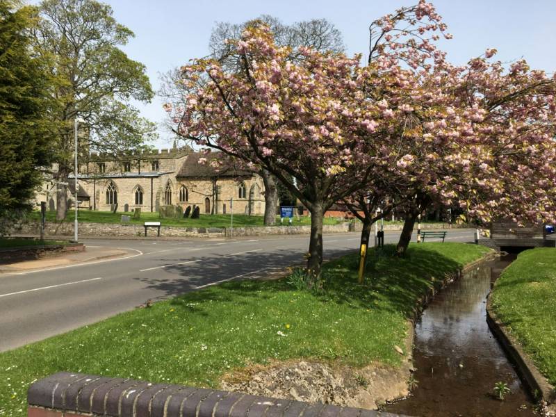 Woodpecker (dog friendly)