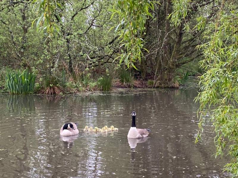 Camping Pitch for 1 Tent