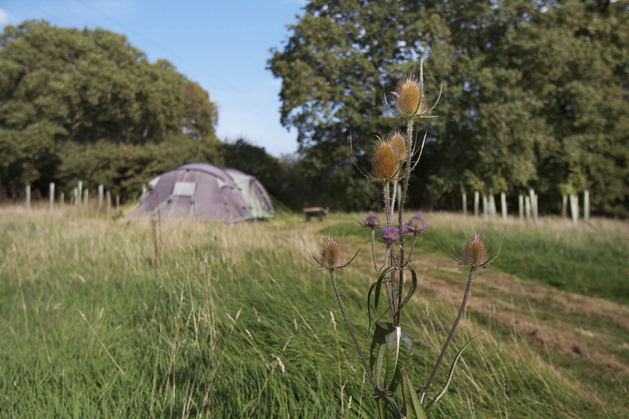Campsites with wheelchair access & disabled camping facilities