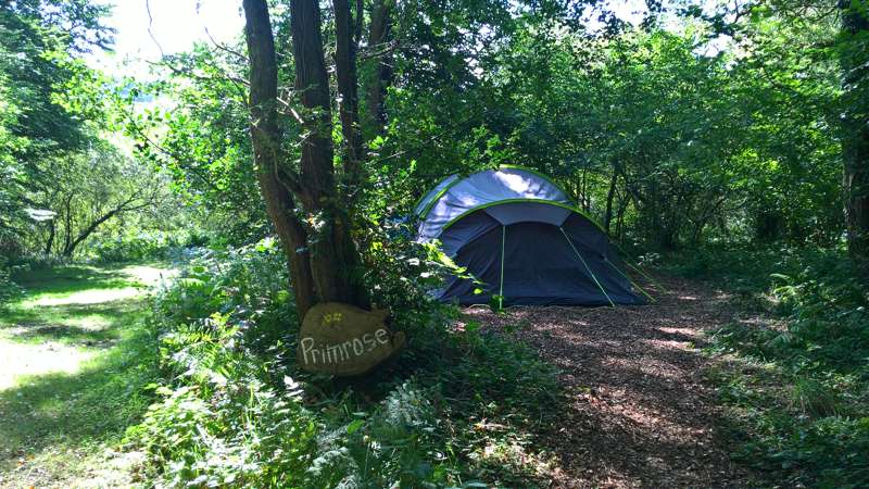 Primrose Woodland Pitch