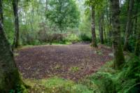 Woodland Tent Pitch 9 (3.5m x 3.5m)