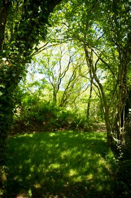 Lake Woods 2 - Wild Camping - Private Pitch