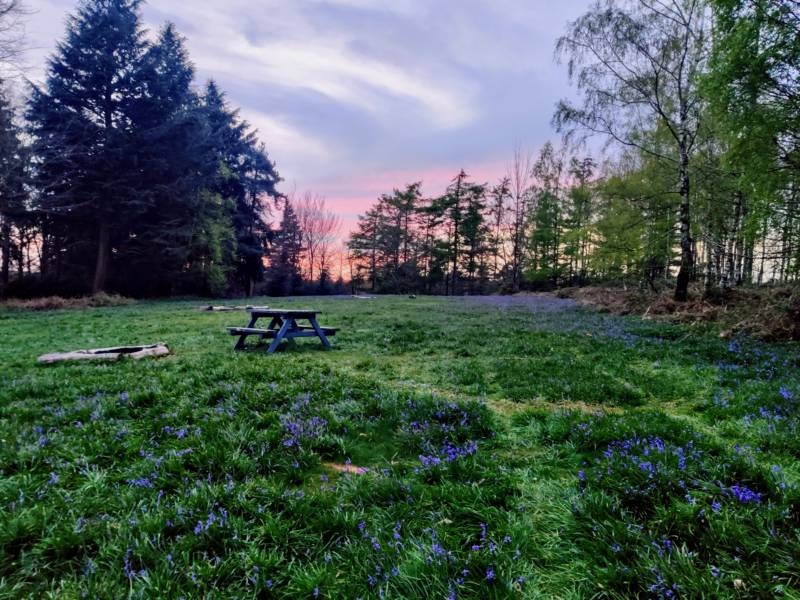 Woodland Meadow Pitch