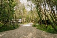 Woodland- Campervan Pitch