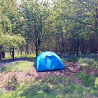 Forest Tent Pitch