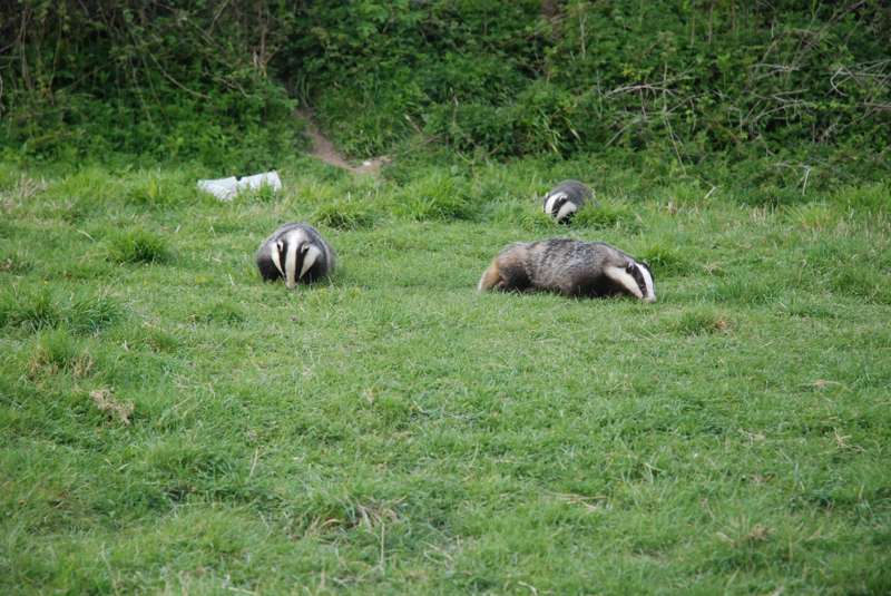 Dorset Badger Watch , Dorset | Cool Places