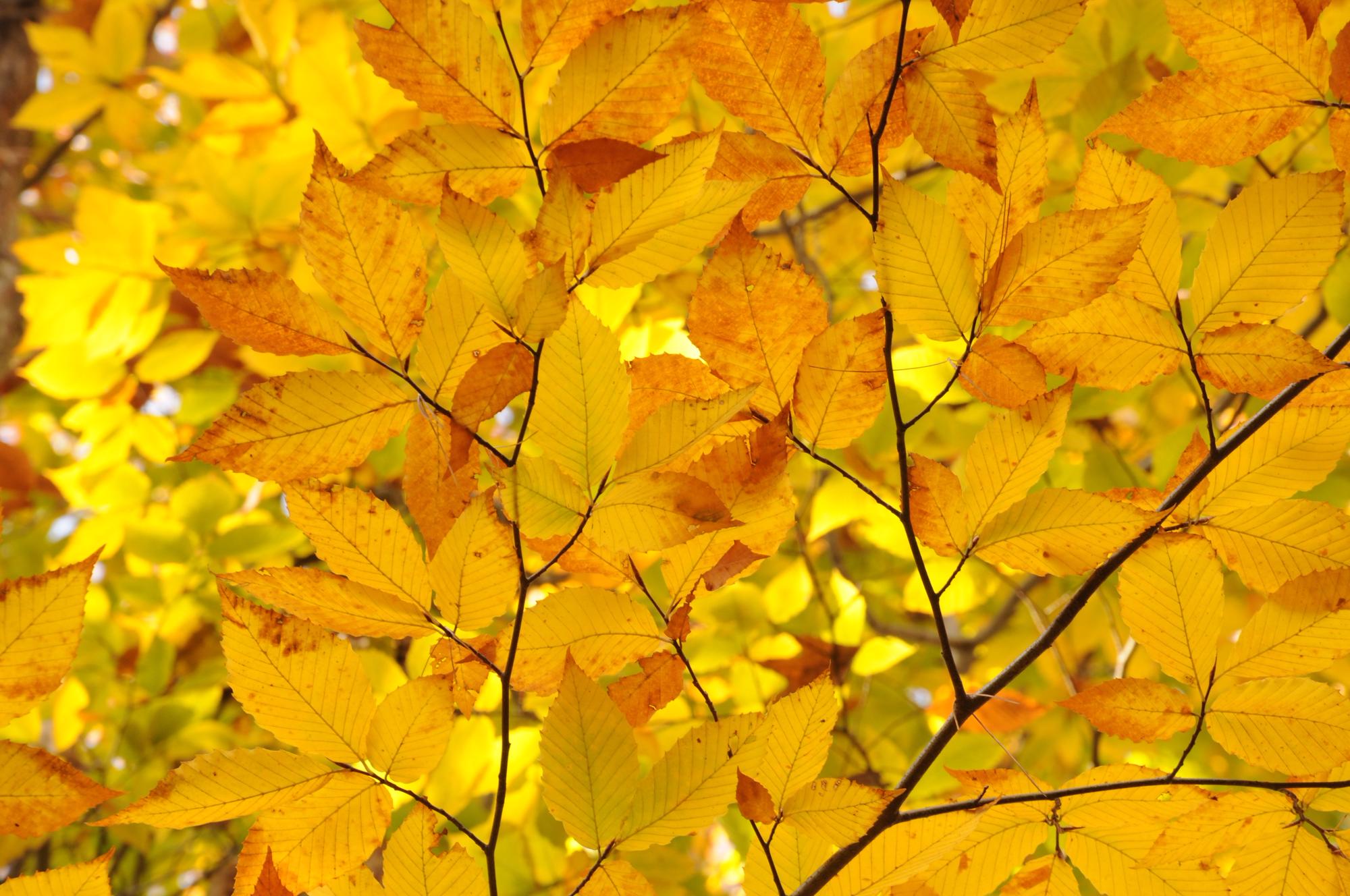 Autumn colours