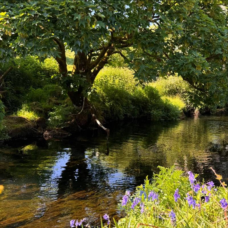 Dog Friendly Camping for 1-6 people