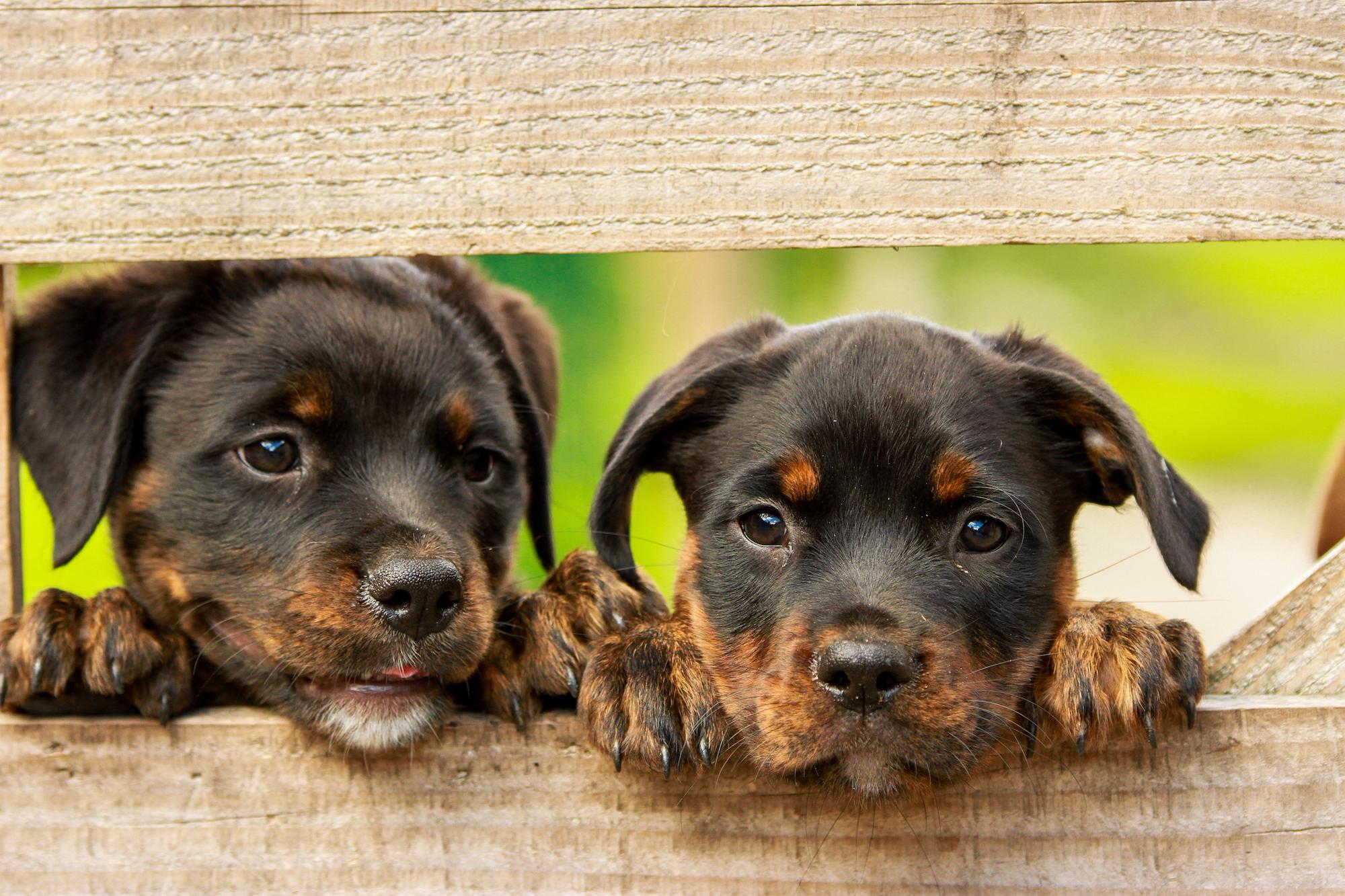 Dog-friendly Campsites in France – Campsites where pets are welcome