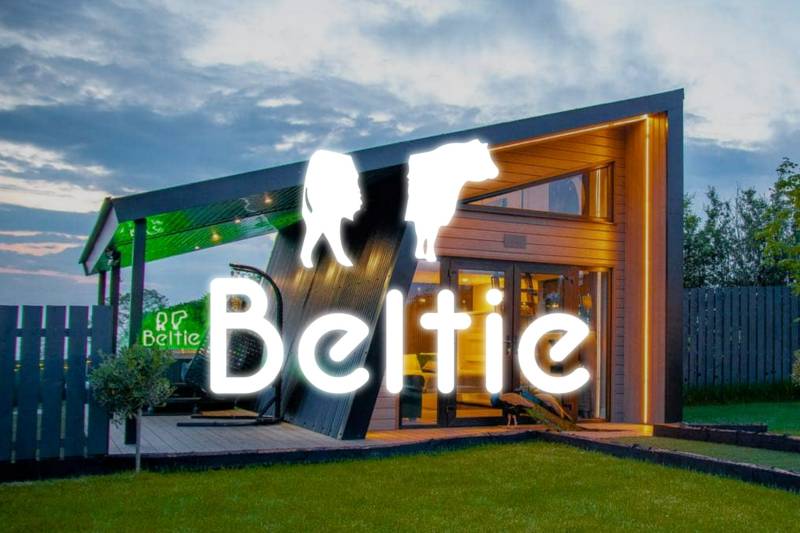 The Beltie