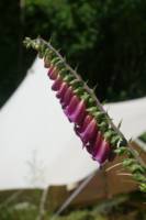 Very private Bell Tent hidden away in one of the Sussex High Weald's loveliest rural retreats.