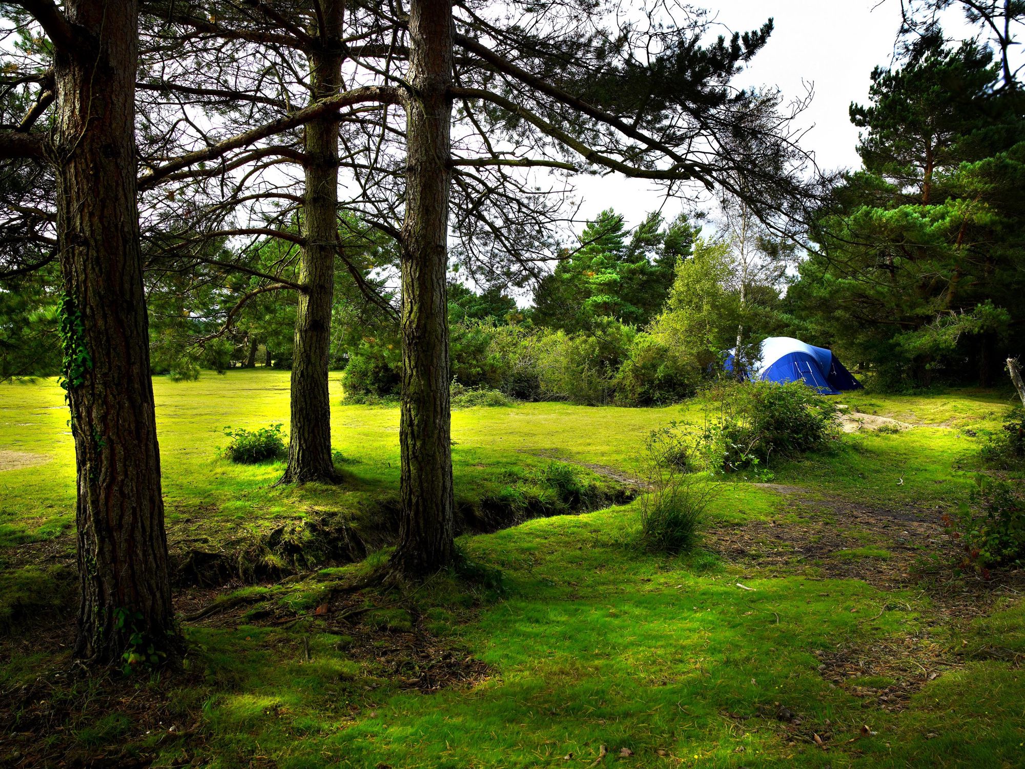Campsites in Brockenhurst holidays at Cool Places