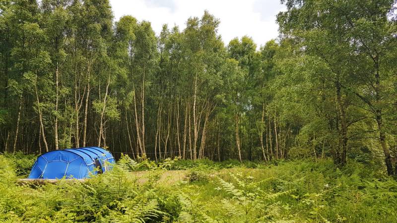 Forest Tent Pitch