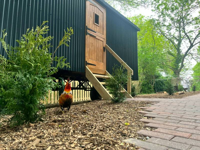Shepherd's Hut 2