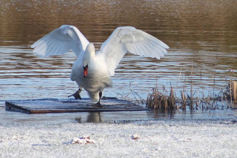 Lakeside Nuthatch Cabin