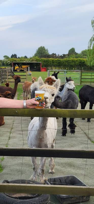 Enclosed Hard-standing Pitch