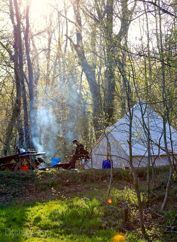 Primrose Woodland Pitch