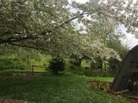 Willow POD
