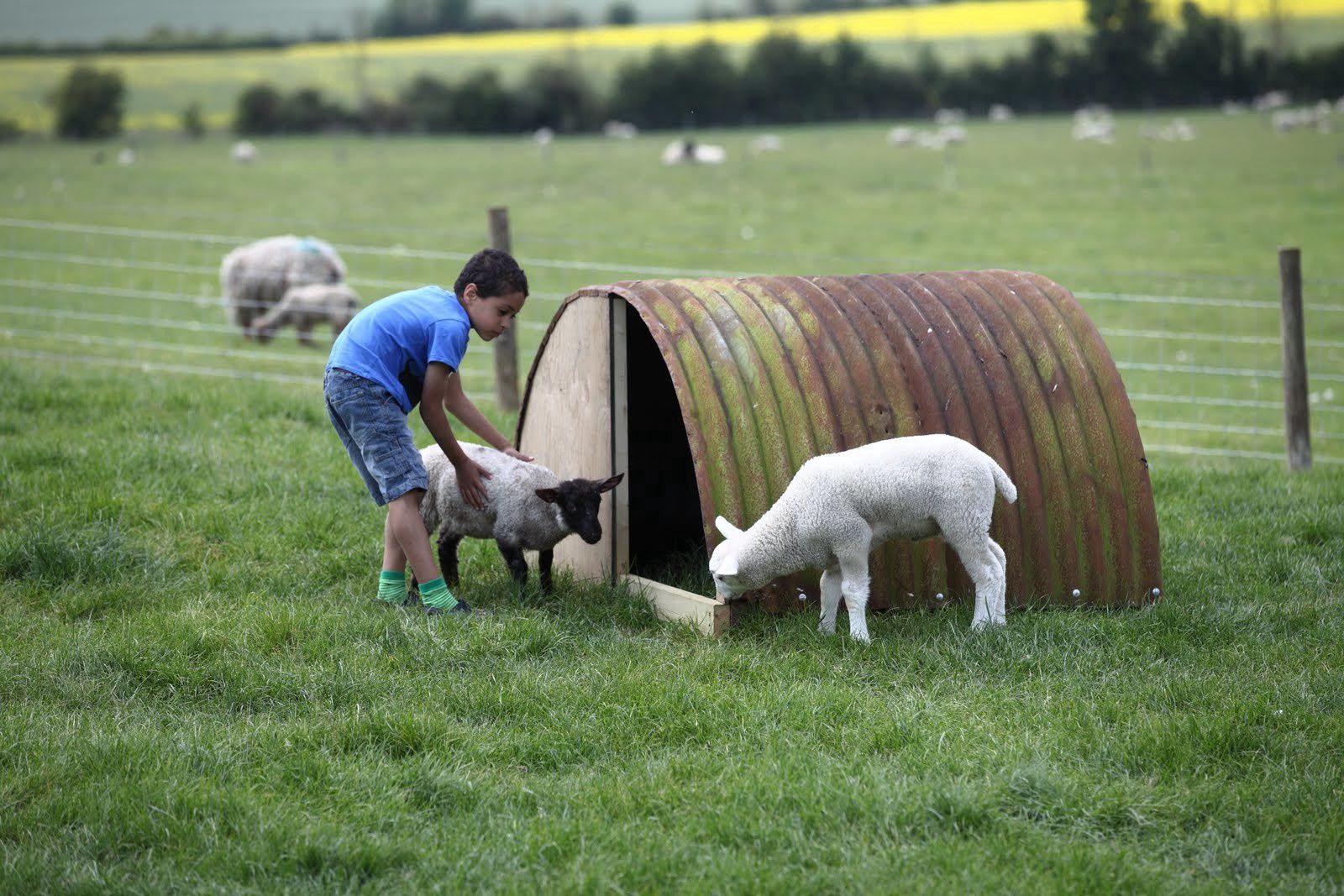 Campsites On the Farm – Bottle-feeding lambs and more – Cool Camping