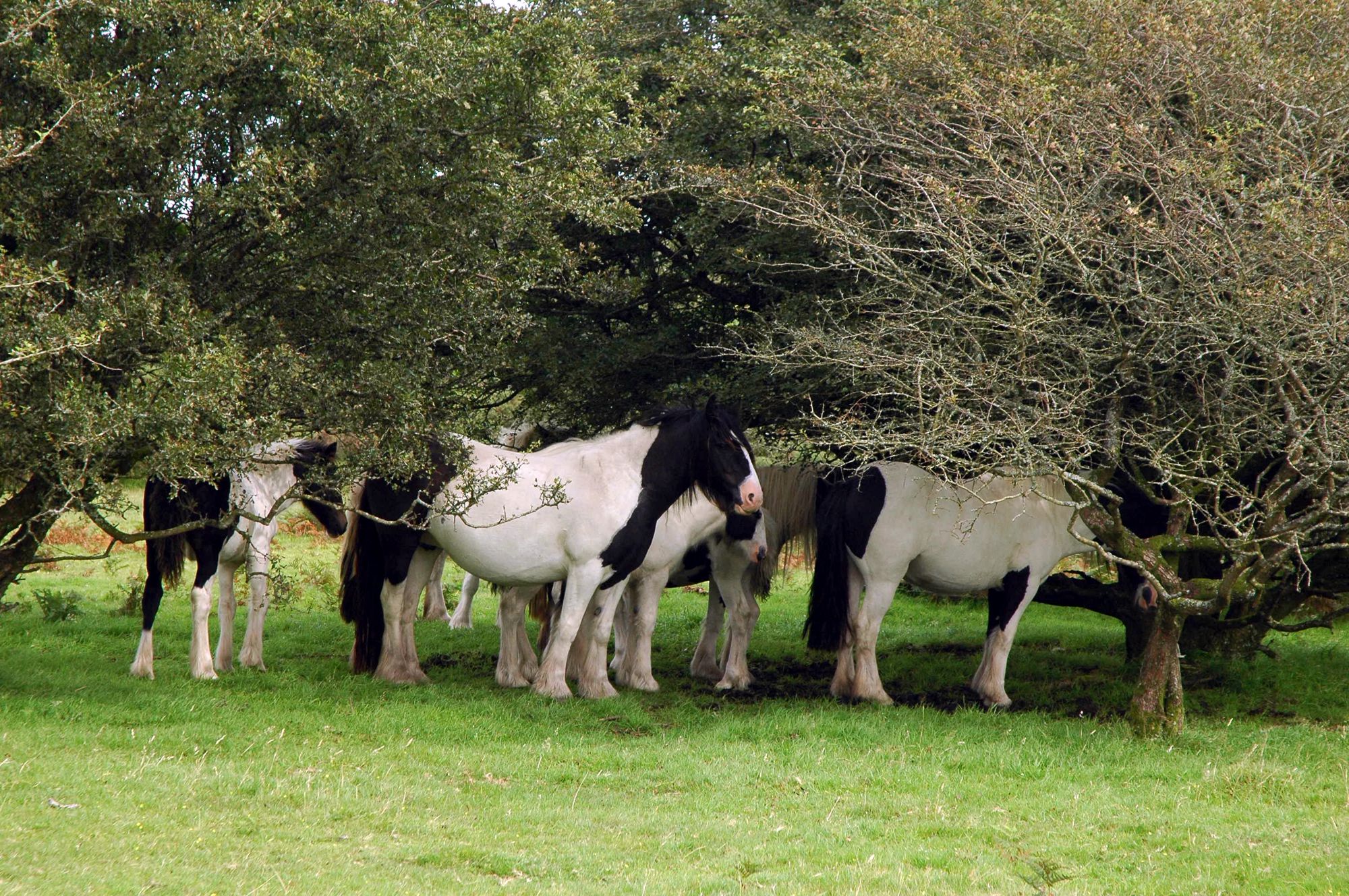 Campsites Near Bodmin Moor
