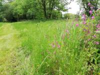 Woodland Edge (tent/campervan pitch)
