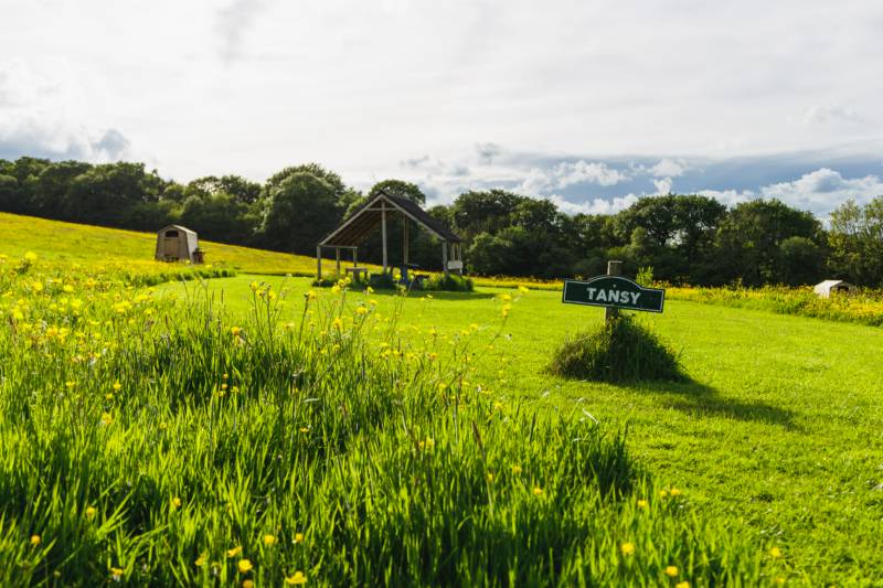Tansy - Ensuite Grass Pitch