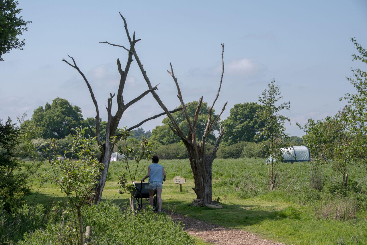 Campsites in Billingshurst holidays at Cool Camping