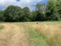 Hazel Grass Pitch 2