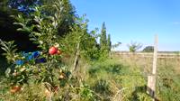 Orchard pitch