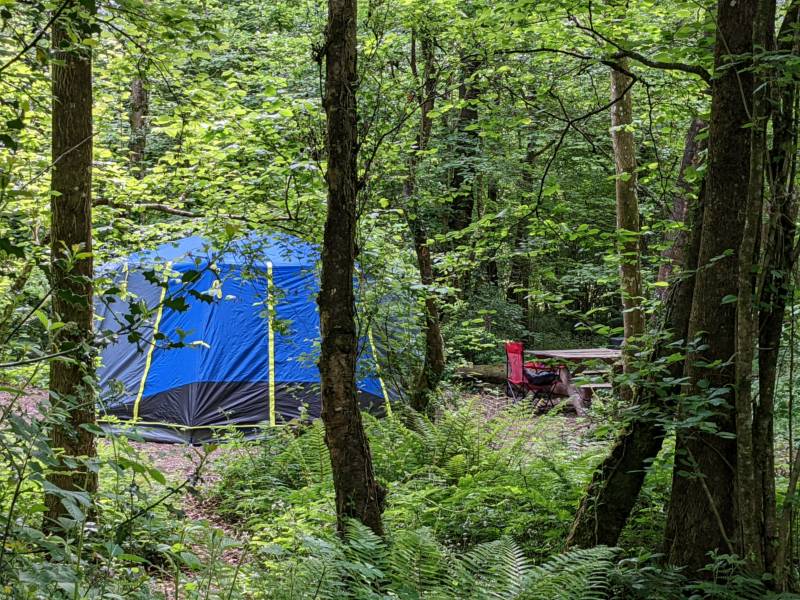 Bracken Woodland Pitch