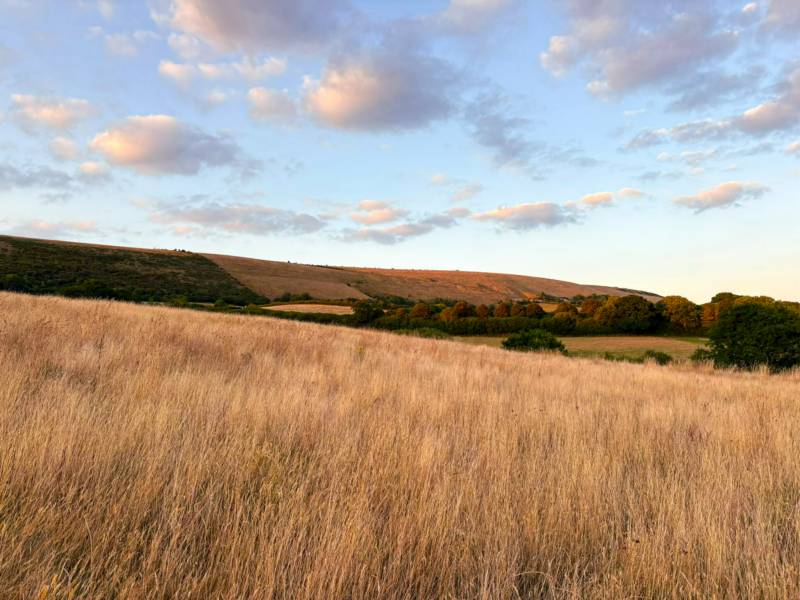 Meadow Pitch