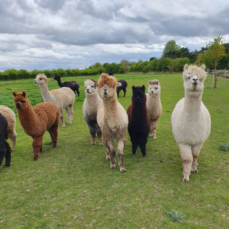 Enclosed Hard-standing Pitch