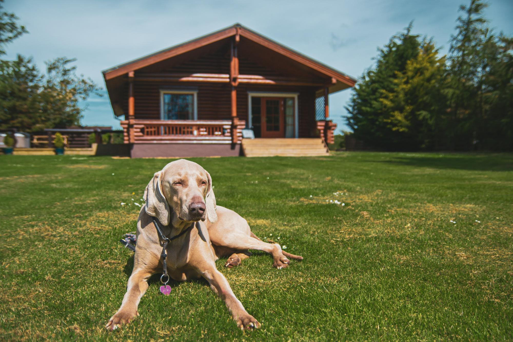 DogFriendly Cottages to Stay for National Pet Month!