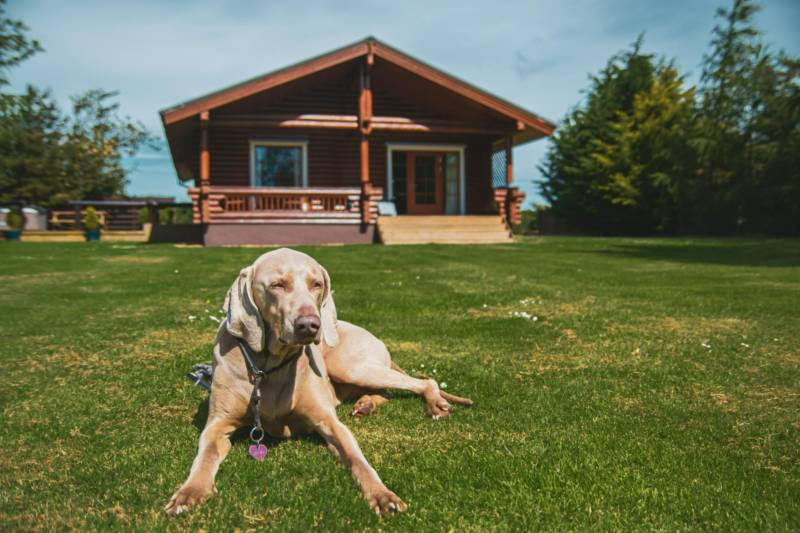 Dog-Friendly Cottages to Stay for National Pet Month!