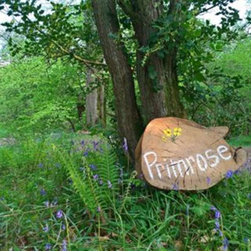 Primrose Woodland Pitch