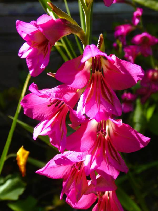 Grass pitch for Campers and Caravanners