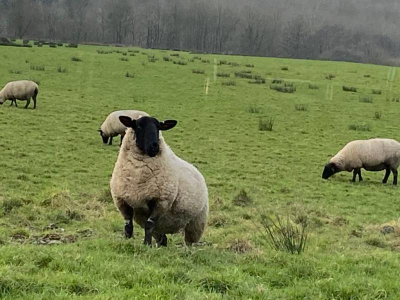 Camping Pitch for 1 Campervan