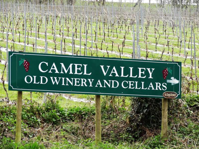 Camel Valley Vineyard
