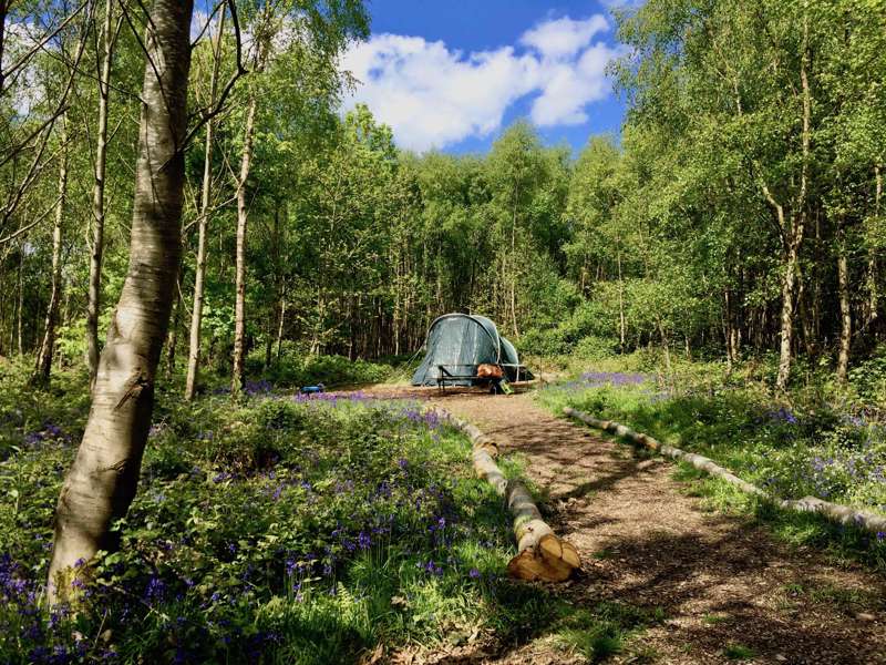 Forest Tent Pitch