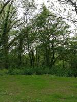 The Burrow (tent-only pitch)