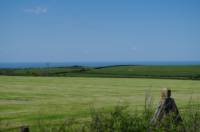 Large Grass Electric