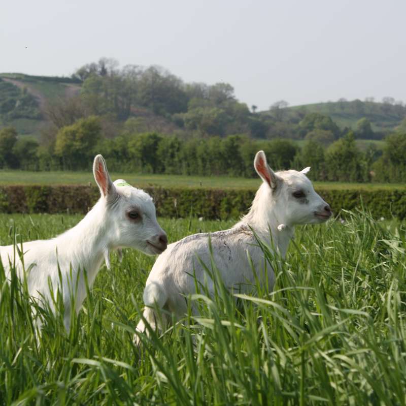 Large grass pitch - campsite 1
