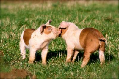 Name the piglets - win a farm camping weekend